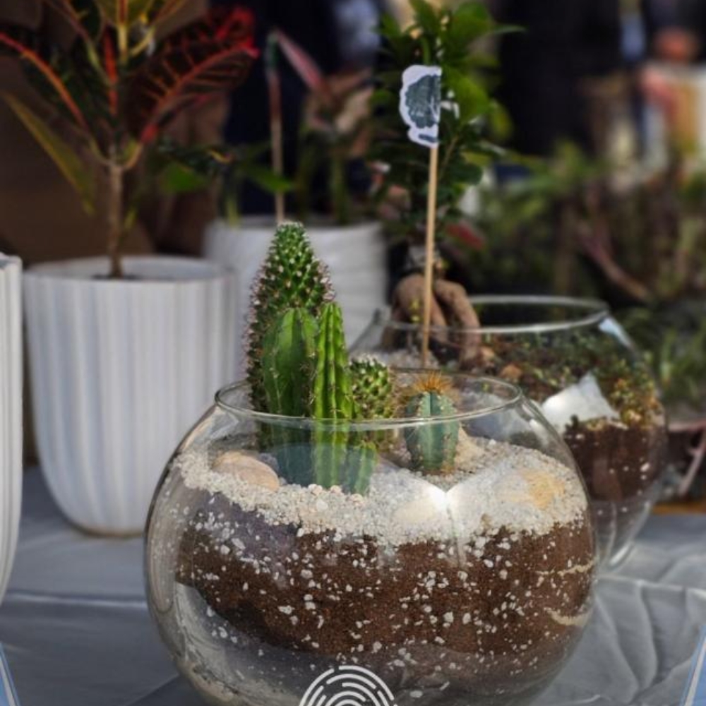 Charity Bazaar Terrariums